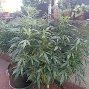Cookies Gelato Feminized 🍪 🍦