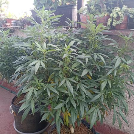 Cookies Gelato Feminized 🍪 🍦