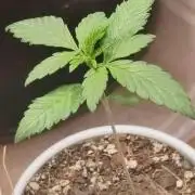 Cookies Gelato Feminized 🍪 🍦