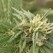 Cookies Gelato Feminized 🍪 🍦