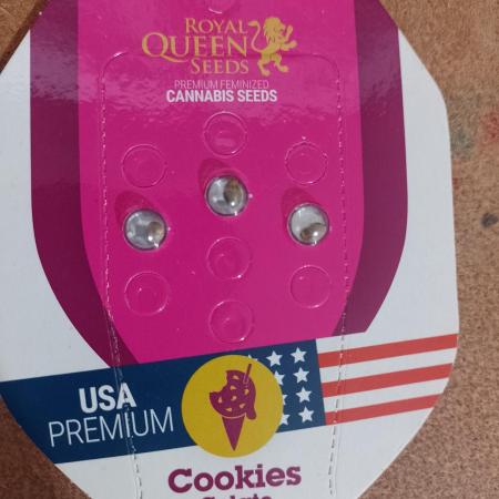 Cookies Gelato Feminized 🍪 🍦