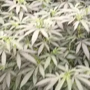 Special Kush #1