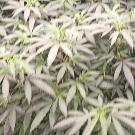 Special Kush #1