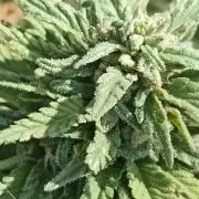 Cookies Gelato Feminized 🍪 🍦