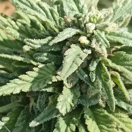 Cookies Gelato Feminized 🍪 🍦