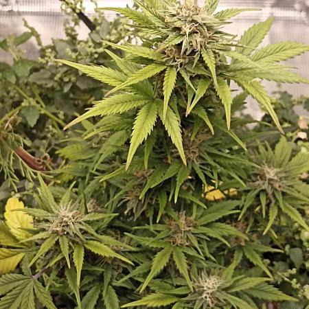 Royal Cookies 🍪 🤤