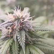 Special Kush #1