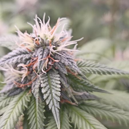 Special Kush #1