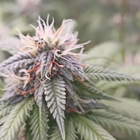 Special Kush #1