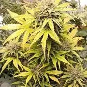 Royal Cookies 🍪 🤤