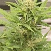 Royal Cookies 🍪 🤤