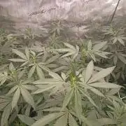 Special Kush #1