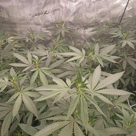Special Kush #1