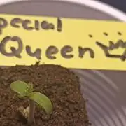 Special Queen 👑❣️❣️❣️❣️