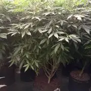Special Kush #1