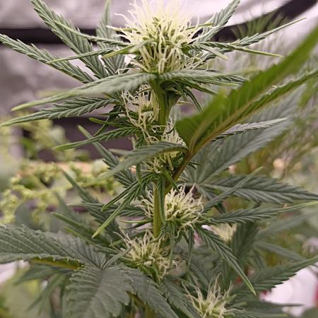 Royal Cookies 🍪 🤤