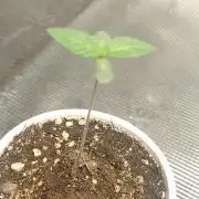 Cookies Gelato Feminized 🍪 🍦