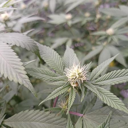 Special Kush #1