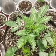 Royal Cookies 🍪 🤤