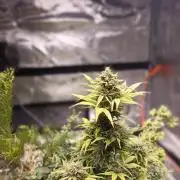 Royal Cookies 🍪 🤤