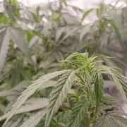 Special Kush #1
