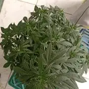 Cookies Gelato Feminized 🍪 🍦