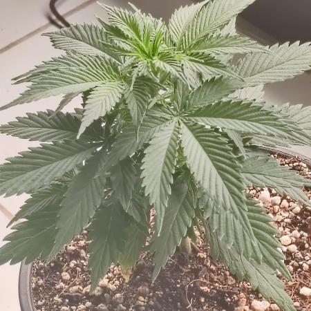 Cookies Gelato Feminized 🍪 🍦