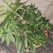 Cookies Gelato Feminized 🍪 🍦