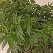 Cookies Gelato Feminized 🍪 🍦