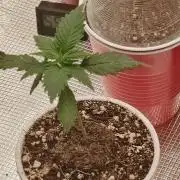 Cookies Gelato Feminized 🍪 🍦