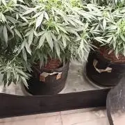 Cookies Gelato Feminized 🍪 🍦