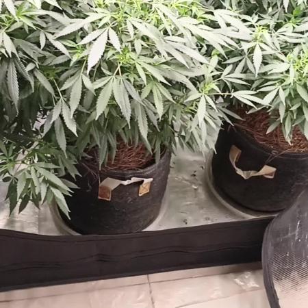 Cookies Gelato Feminized 🍪 🍦