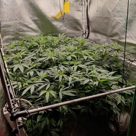 Grafting plant (multiple strain mom)