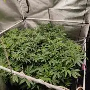 Grafting plant (multiple strain mom)