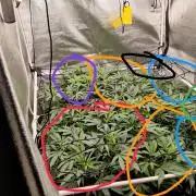Grafting plant (multiple strain mom)