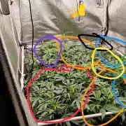 Grafting plant (multiple strain mom)