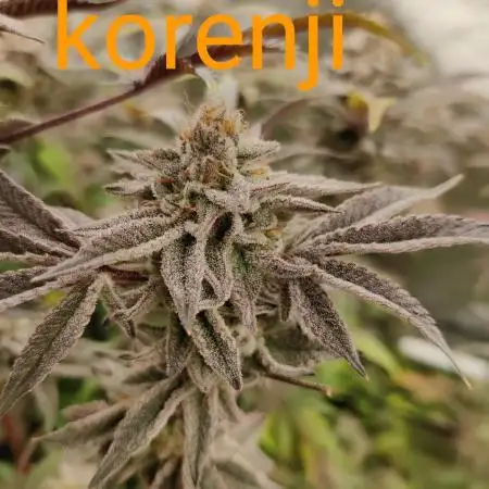 Grafting plant (multiple strain mom)