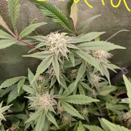 Grafting plant (multiple strain mom)