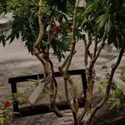 Grafting plant (multiple strain mom)