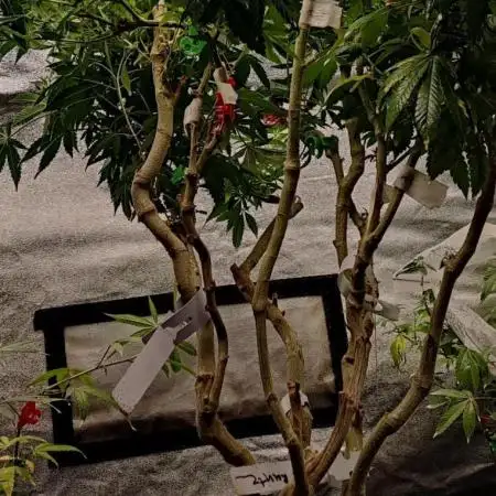 Grafting plant (multiple strain mom)