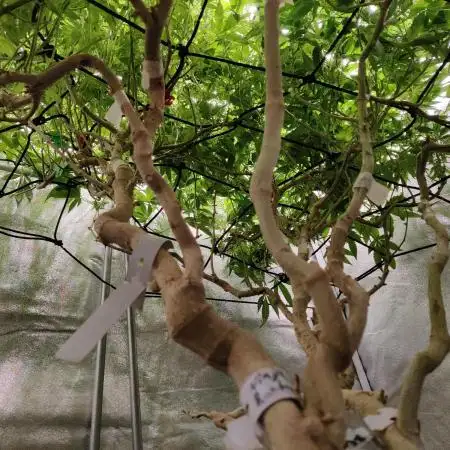 Grafting plant (multiple strain mom)
