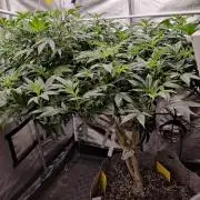 Grafting plant (multiple strain mom)