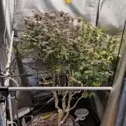 Grafting plant (multiple strain mom)