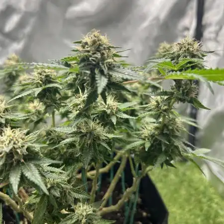 Critical rqs