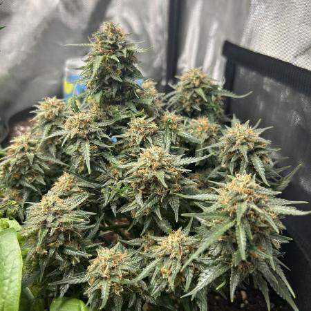 Purple Queen Auto