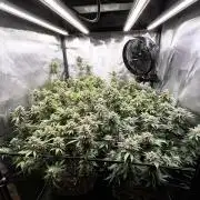 Fruit Spirit ScrOG