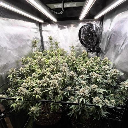 Fruit Spirit ScrOG