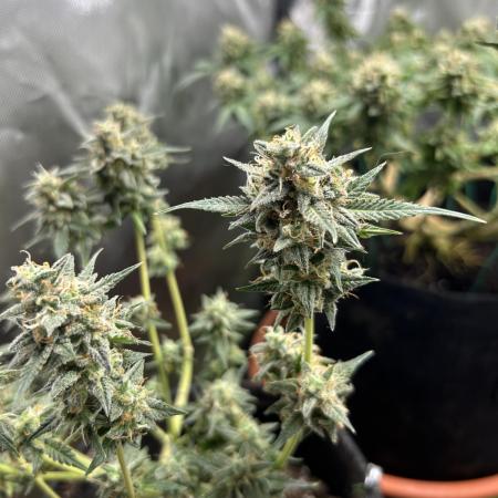Blueberry Auto fastbuds