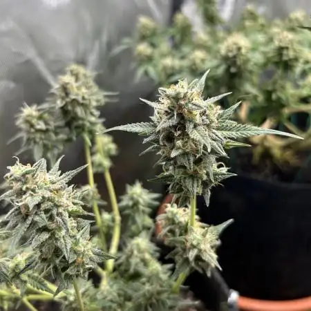 Blueberry Auto fastbuds