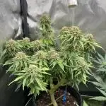 Hulkberry, Wedding-Cake & Black-Lemon Autorun